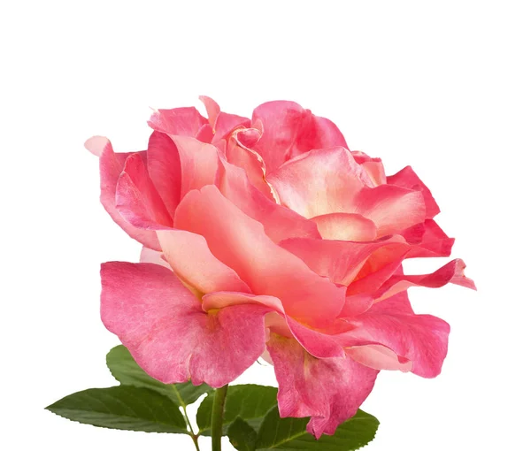 Beautiful pink roses for design isolated — Stock Photo, Image