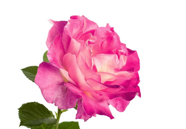 Hermosas rosas rosadas para el diseño aislado —  Fotos de Stock