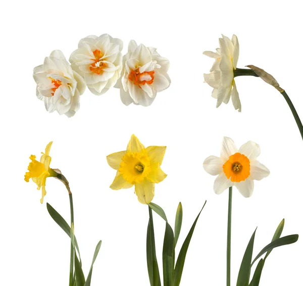 Set of beautiful white and yellow daffodils — Stock Photo, Image