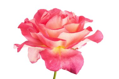 Güzel pembe Gül izole tasarımı için 