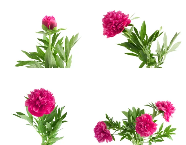 Instellen van het mooie boeket van roze pioenrozen op witte achtergrond — Stockfoto