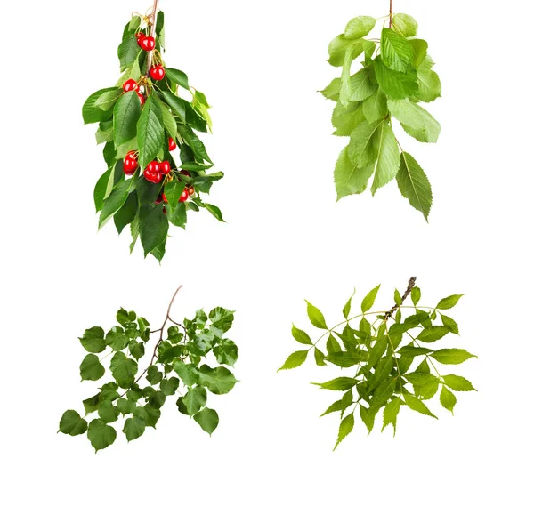 Rama con hojas verdes aisladas sobre fondo blanco —  Fotos de Stock