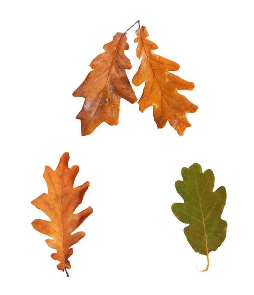 Zestaw suszone liście dębu jesień na białym tle na tle — Zdjęcie stockowe