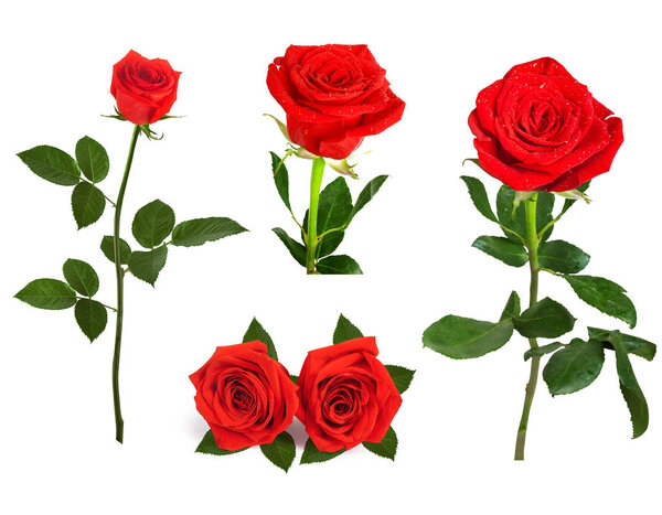 Set of beautiful red roses for design isolated on  background