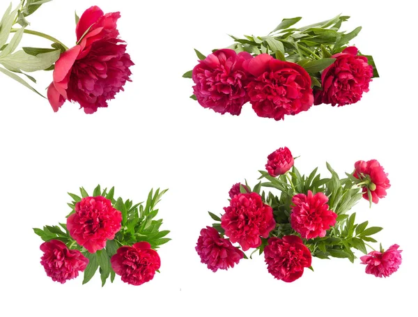 Pembe peonies güzel buket ayarla — Stok fotoğraf