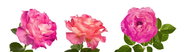 Prachtige roze rozen voor ontwerp geïsoleerd op witte achtergrond — Stockfoto