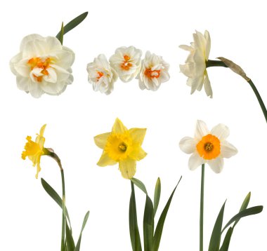 Güzel beyaz ve sarı nergis kümesi 