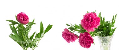 Beyaz arka plan üzerinde pembe peonies güzel buket ayarla 