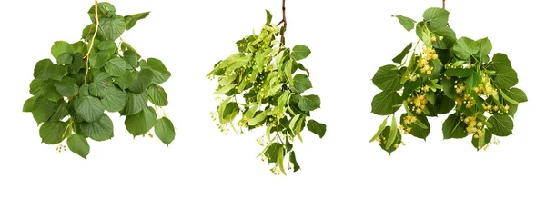 Stellen Sie den Zweig mit grünen Sommerblättern isoliert — Stockfoto