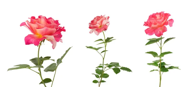 Hermosas rosas rosadas para el diseño aisladas sobre fondo blanco —  Fotos de Stock