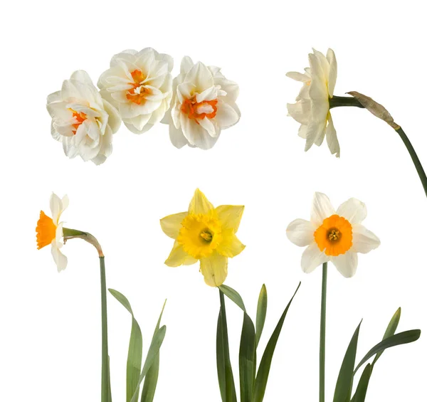 Set of beautiful white and yellow daffodils — Stock Photo, Image