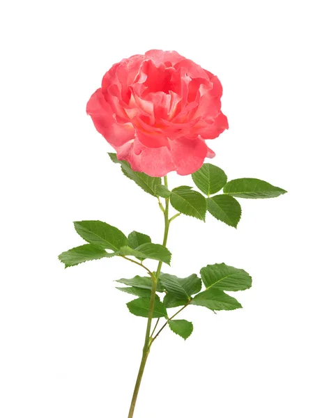 Krásné růžové růže pro návrhové izolována — Stock fotografie
