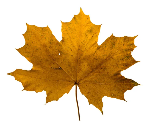 Ramo de bordo de outono com folhas isoladas — Fotografia de Stock