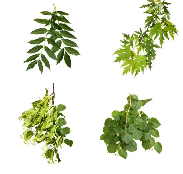 Zweig mit grünen Blättern isoliert auf weißem Hintergrund — Stockfoto
