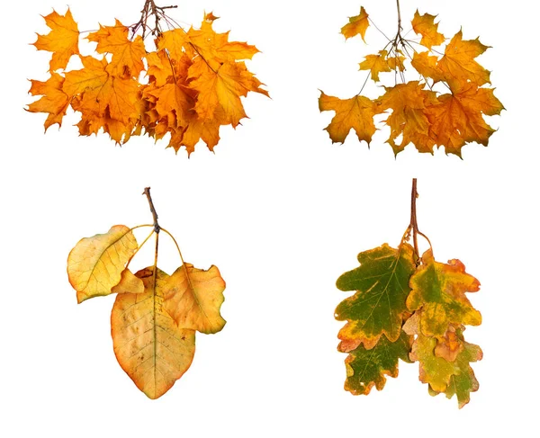 Establecer la rama de arce de otoño con hojas aisladas en el fondo —  Fotos de Stock