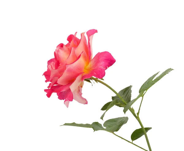 Красивые розовые розы для дизайна изолированы — стоковое фото
