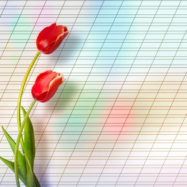 Bouquet of beautiful red tulips with greeting on paper white bac — Stock Photo, Image