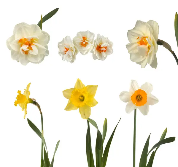 Set of beautiful white and yellow daffodils — Stock Photo, Image