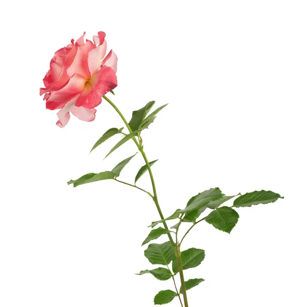 Hermosas rosas rosadas para el diseño aislado — Foto de Stock