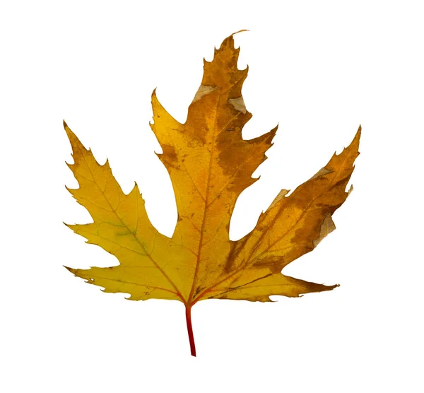 Autumn maple branch with leaves isolated — Stock Photo, Image