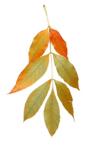 Herbst Ahorn Zweig mit Blättern isoliert — Stockfoto