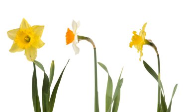 Güzel beyaz ve sarı nergis kümesi 