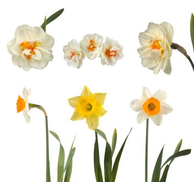 Güzel beyaz ve sarı nergis kümesi 