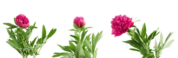 Establecer el hermoso ramo de peonías rosadas sobre fondo blanco — Foto de Stock