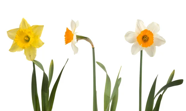 Set of beautiful white and yellow daffodils — Stock Photo, Image
