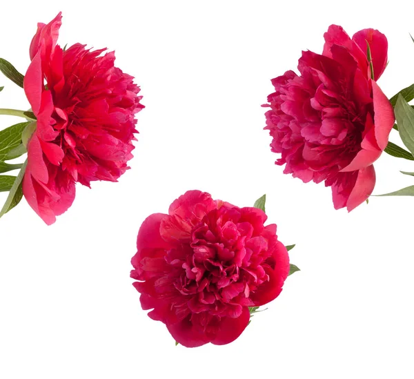 Pembe peonies güzel buket ayarla — Stok fotoğraf