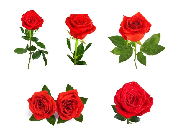 Conjunto de hermosas rosas rojas para el diseño aislado sobre fondo —  Fotos de Stock
