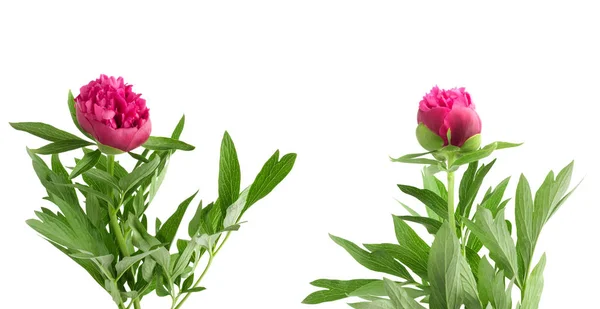Establecer el hermoso ramo de peonías rosadas sobre fondo blanco —  Fotos de Stock