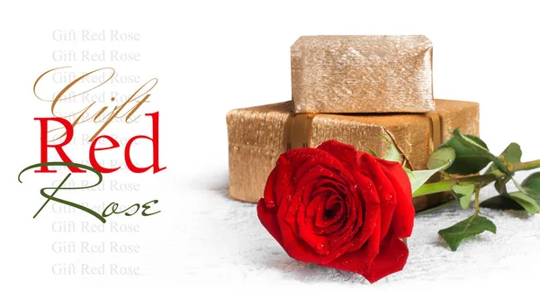 Czerwona róża z zielonych liści i krople wody z prezentem — Zdjęcie stockowe