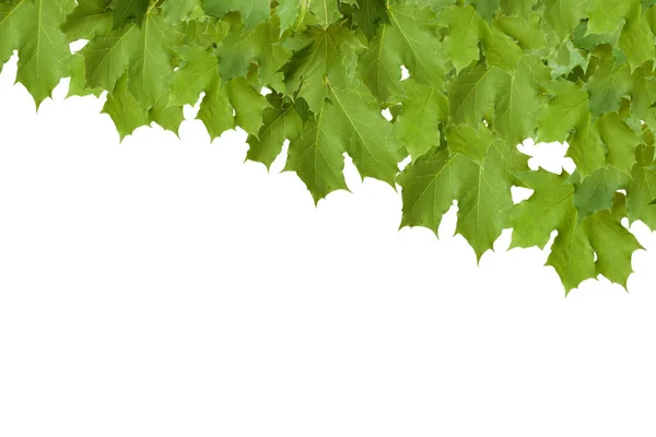 Ramo di acero con foglie verdi isolate — Foto Stock
