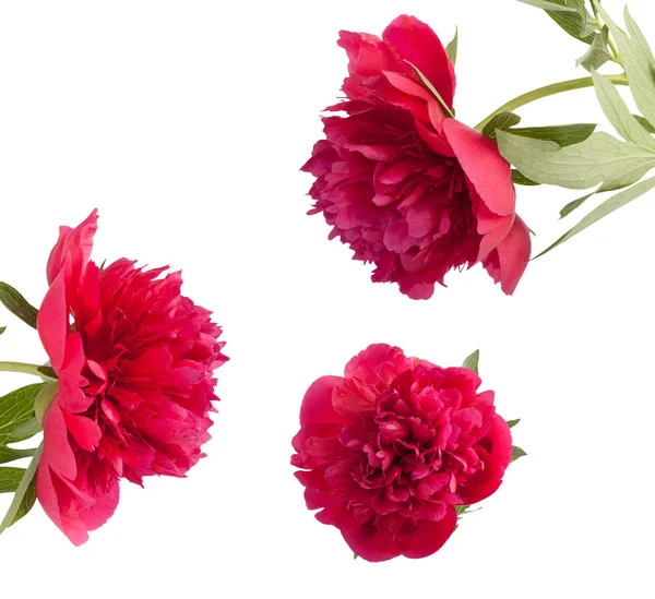 Instellen van het mooie boeket van roze pioenrozen — Stockfoto