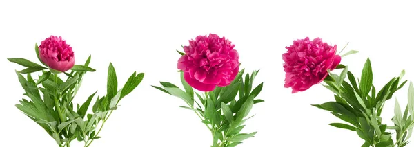 Beyaz arka plan üzerinde pembe peonies güzel buket ayarla — Stok fotoğraf