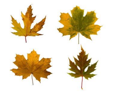 Akçaağaç şube ile izole yaprakları sonbaharda ayarla