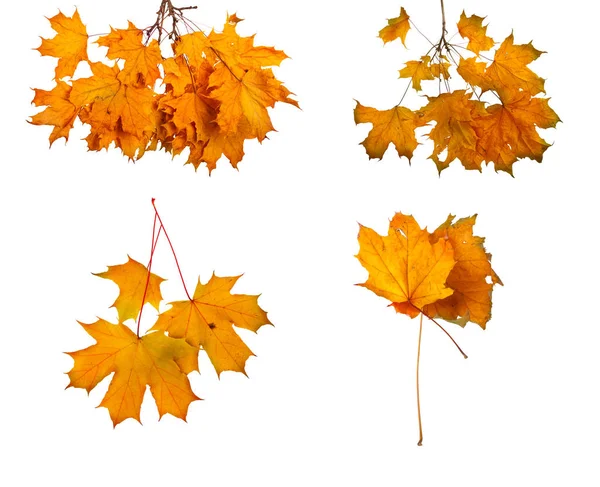 Establecer la rama de arce de otoño con hojas aisladas en el fondo — Foto de Stock