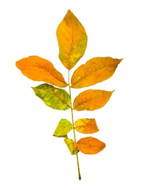 Sonbahar akçaağaç şube ile izole bırakır