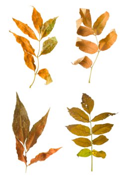 Akçaağaç şube ile izole yaprakları sonbaharda ayarla