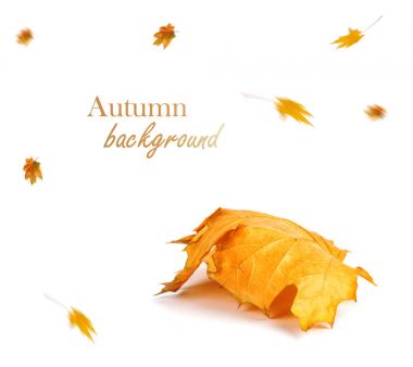 Sonbahar akçaağaç şube ile izole üzerinde arka plan bırakır