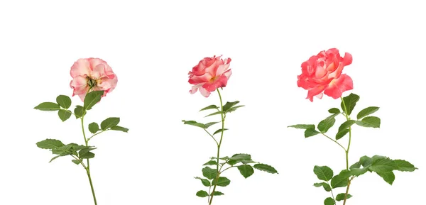 Krásné růžové růže pro design izolovaných na bílém pozadí — Stock fotografie