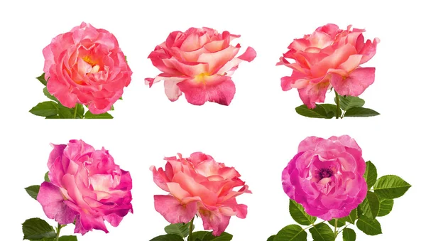 Hermosas rosas rosadas para el diseño aisladas sobre fondo blanco —  Fotos de Stock