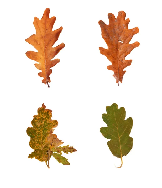Set dried autumn oak leaves isolated on background — Stock Photo, Image