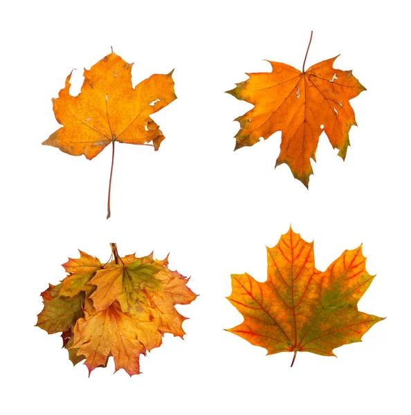 Definir o ramo de bordo outono com folhas isoladas — Fotografia de Stock