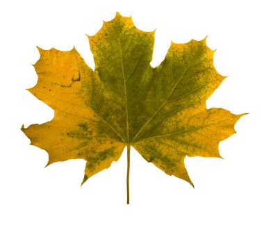 Sonbahar akçaağaç şube ile izole bırakır