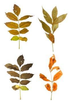 Akçaağaç şube ile izole yaprakları sonbaharda ayarla