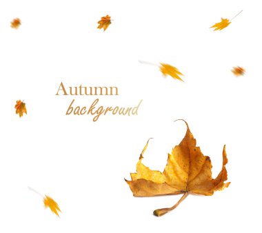 Sonbahar akçaağaç şube ile izole üzerinde arka plan bırakır