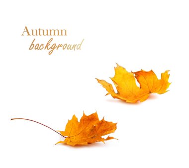 Sonbahar akçaağaç şube ile izole üzerinde arka plan bırakır