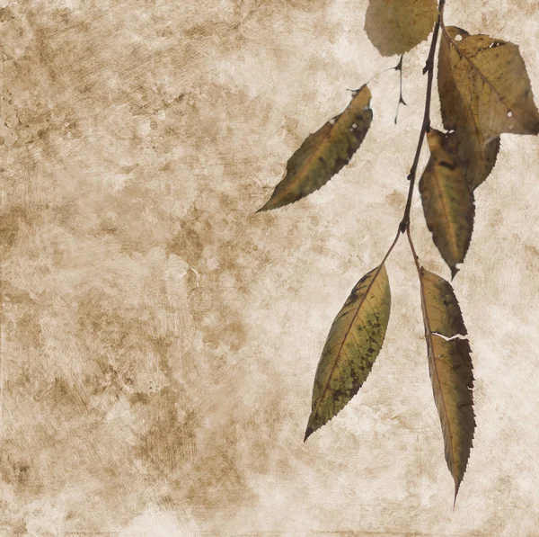 汚れと抽象的な用紙の背景の秋の落ち葉 — ストック写真
